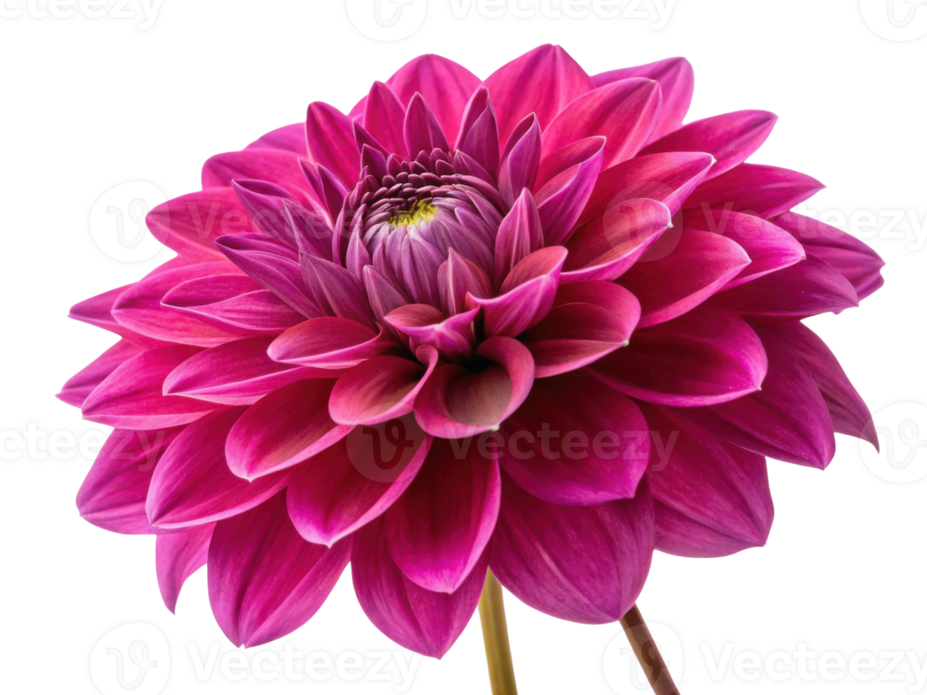 vibrant dahlia flower showcases stunning pink petals radiating beauty and elegance, perfect for any floral arrangement png