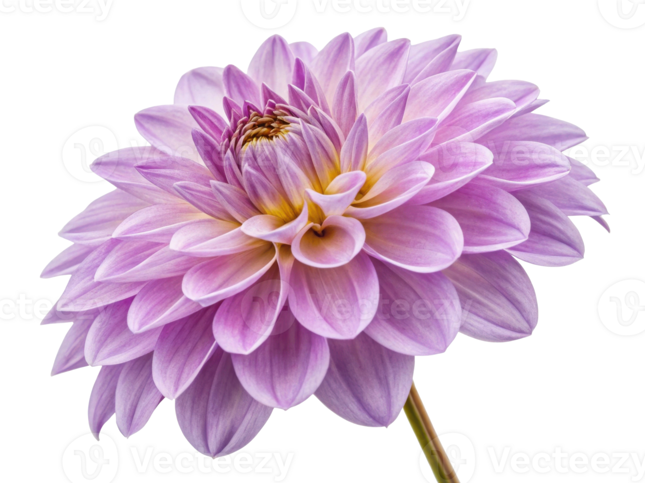 stunning dahlia flower showcases delicate petals in soft shades of pink and lavender, radiating beauty and elegance in nature design png