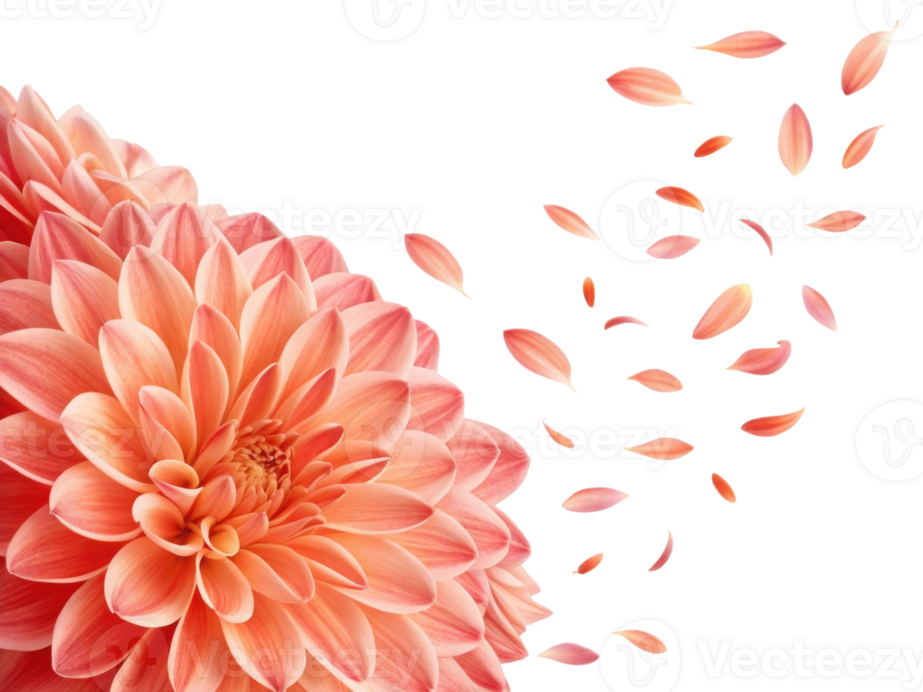 stunning dahlia flower in soft peach hues, surrounded by delicate petals drifting gracefully, evokes sense of beauty and tranquility png
