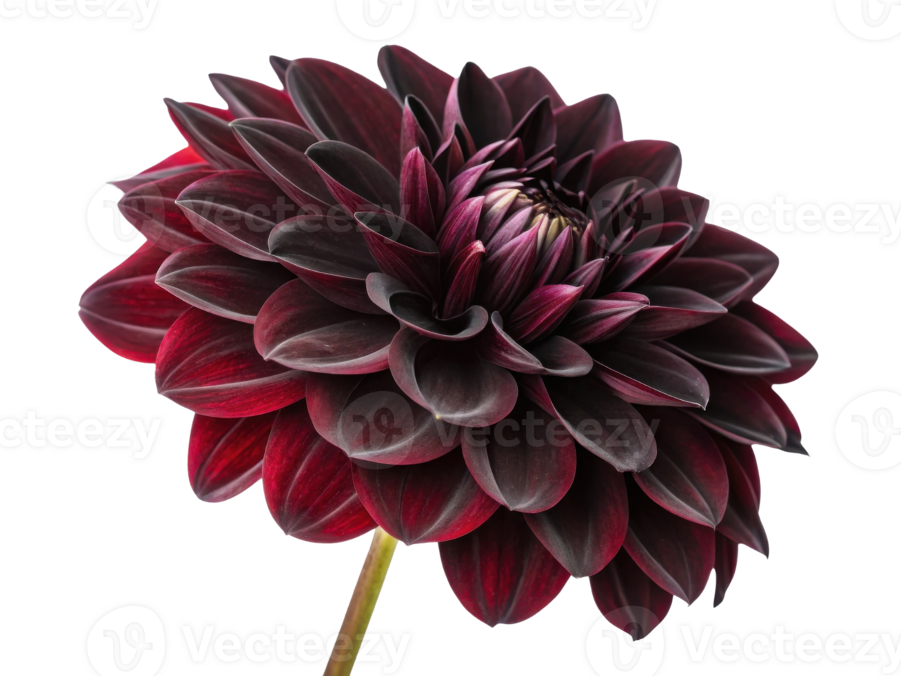 stunning dahlia flower showcases deep red petals with intricate layers creating captivating visual appeal that evokes beauty and elegance png