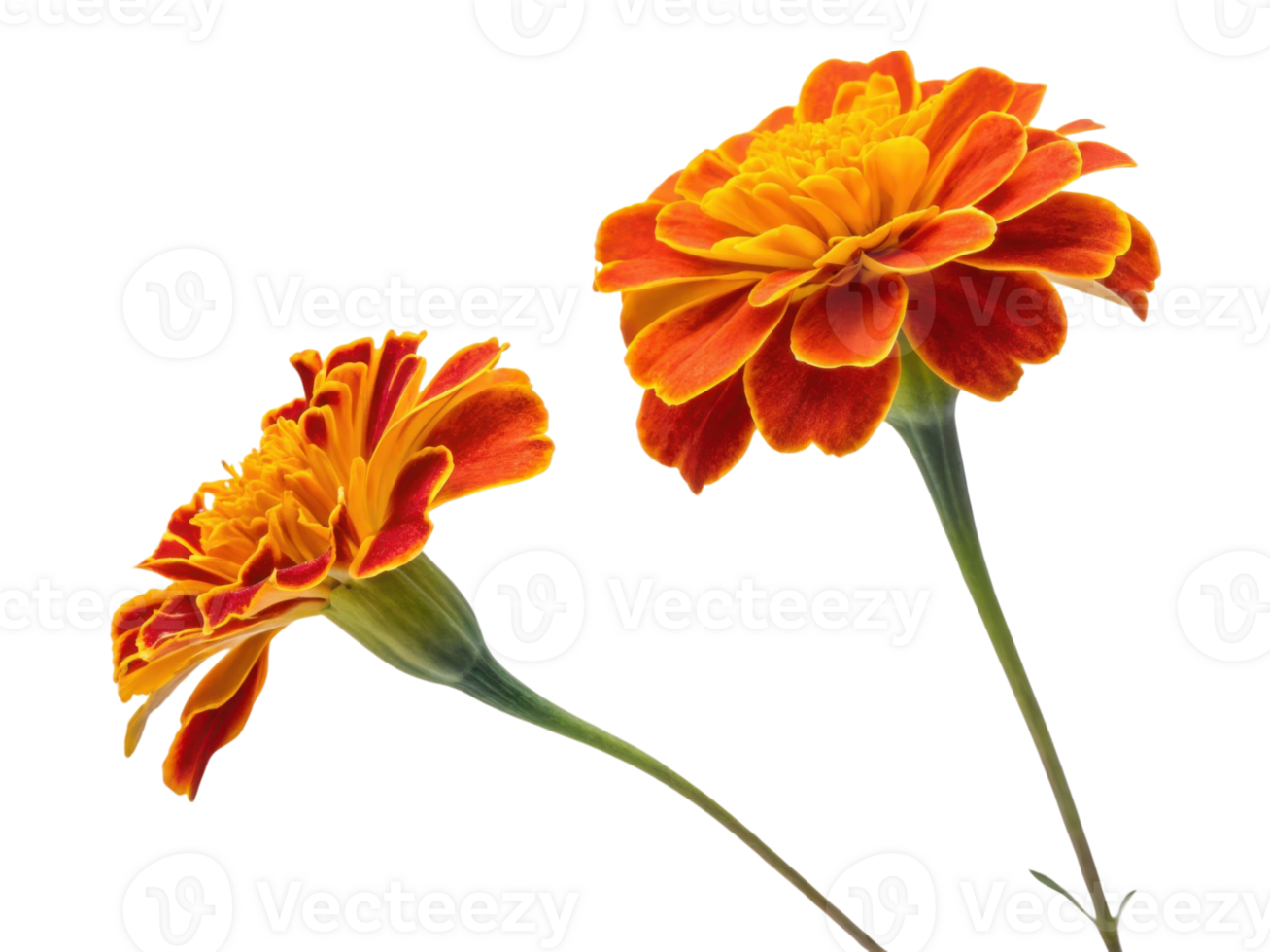 Bright marigold flowers bloom with vibrant orange and yellow petals showcasing their beauty in nature garden png