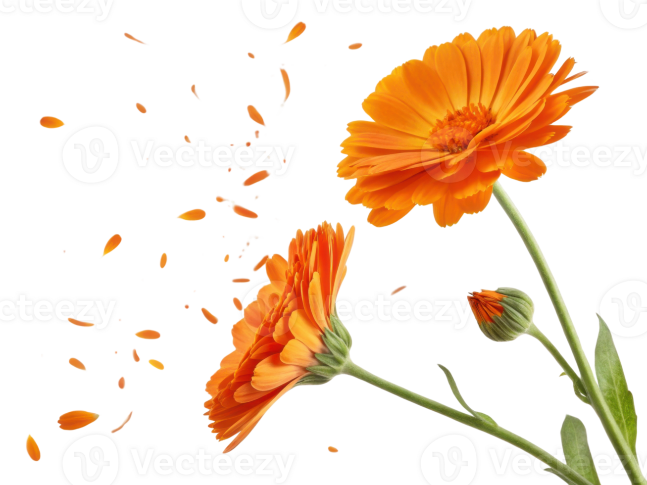 Bright marigold flowers bloom gracefully, showcasing their vibrant petals while delicate petals scatter around them, creating lively scene png