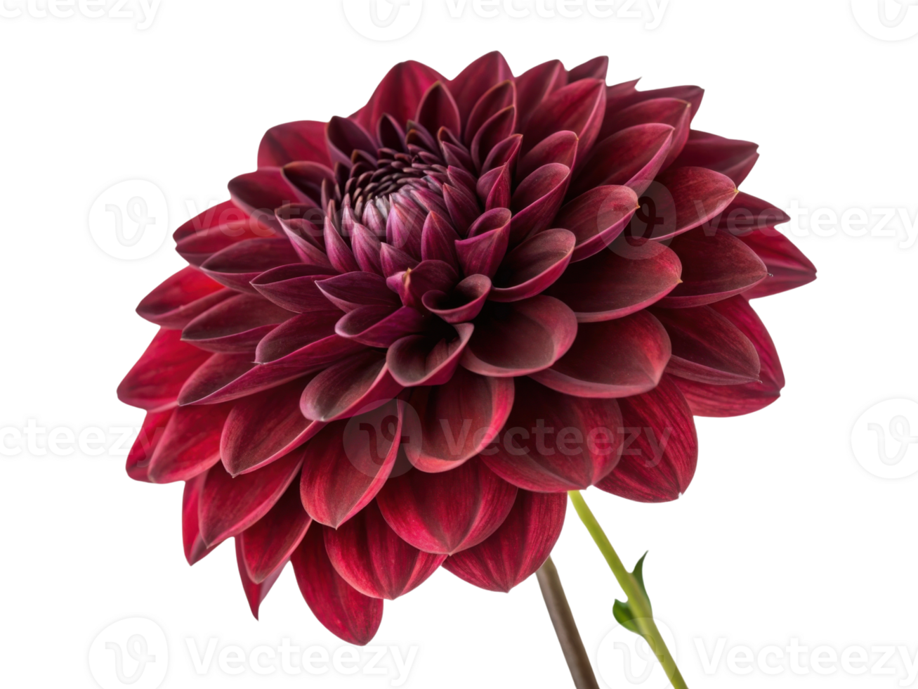 stunning dahlia flower showcases vibrant red petals that create captivating visual display, perfect for any floral arrangement png