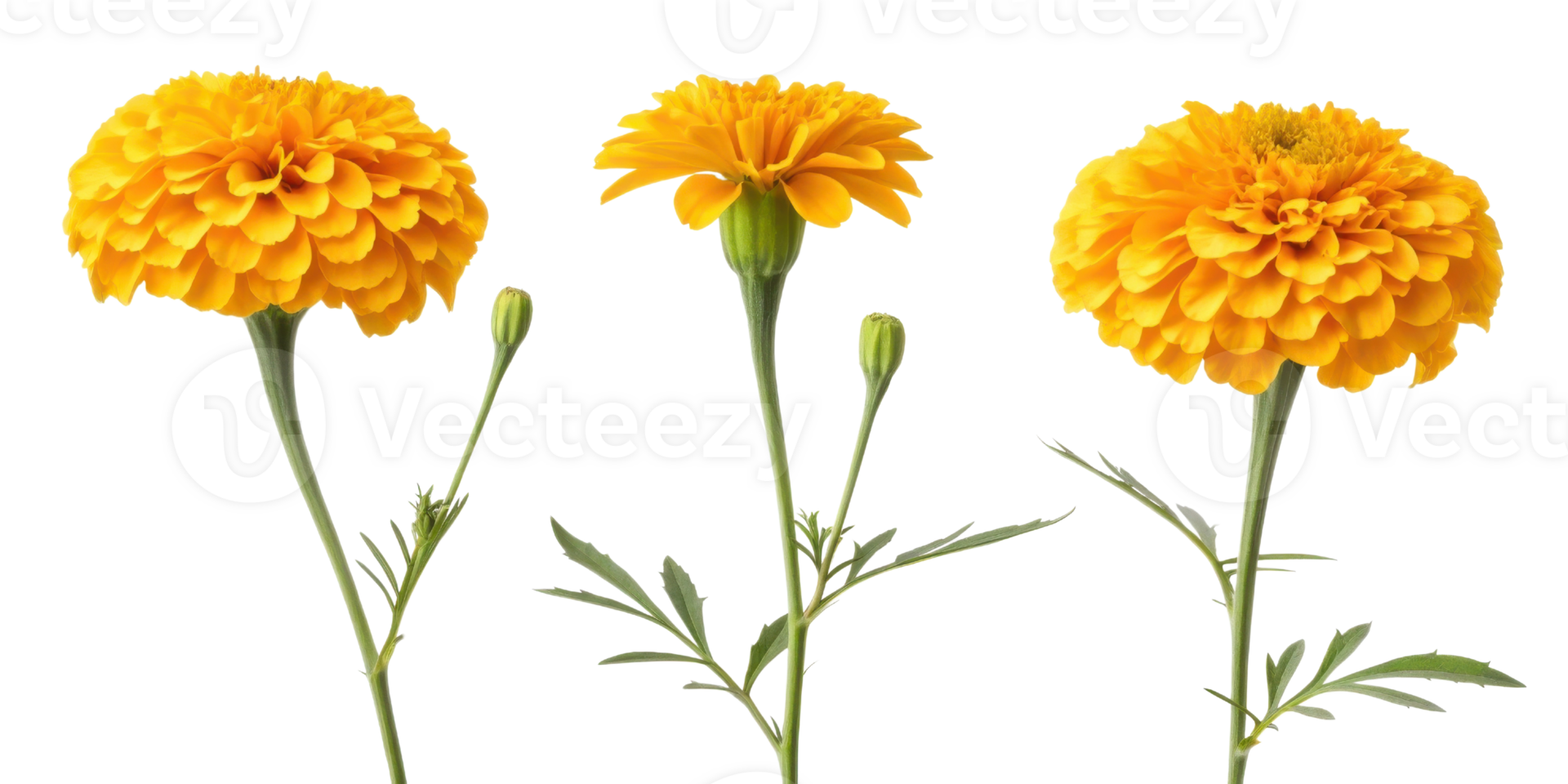 Bright marigold flowers showcase their vibrant yellow petals and lush green stems, creating cheerful and lively atmosphere png
