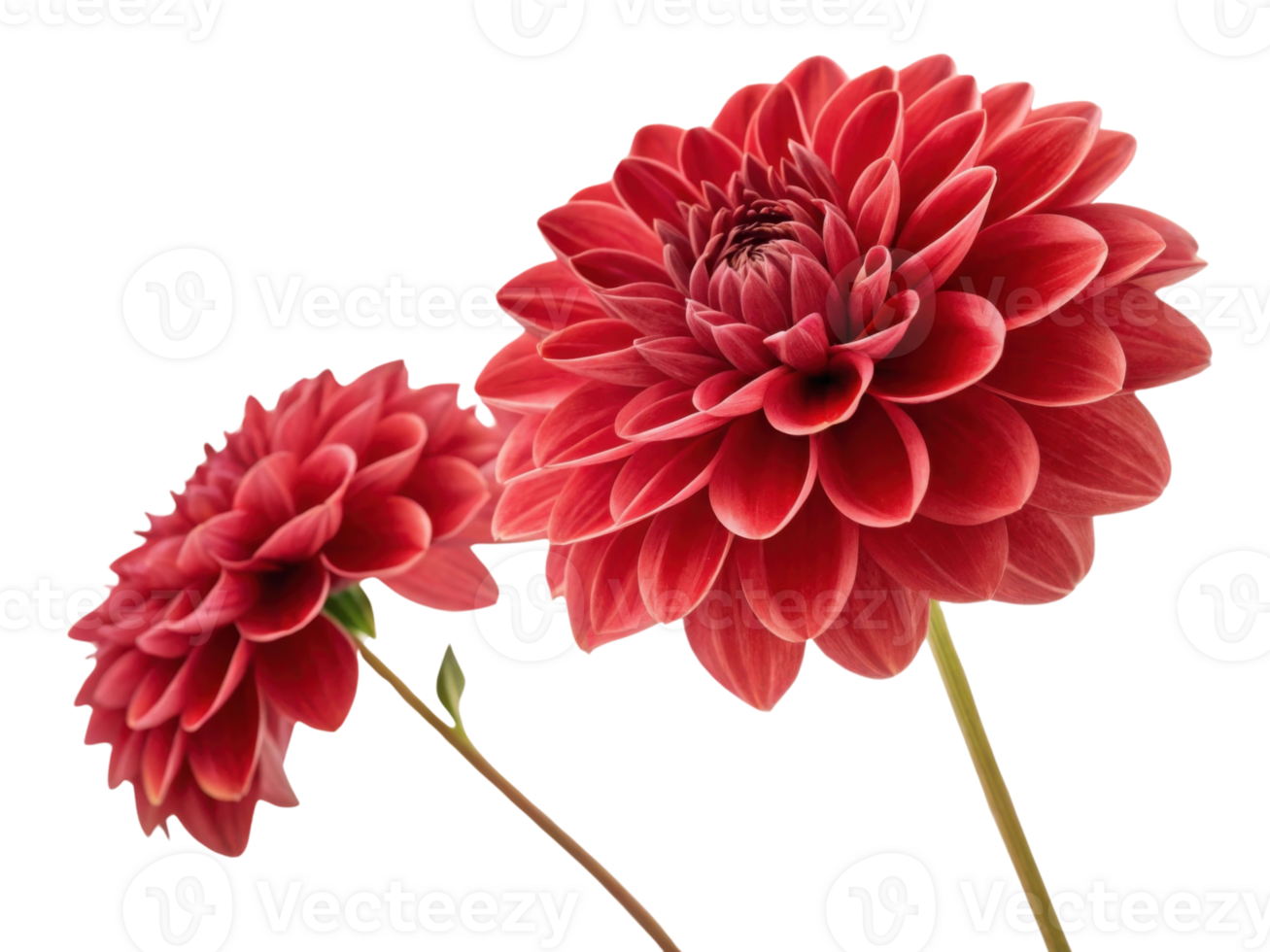 Beautiful red dahlias bloom gracefully, showcasing their vibrant petals and intricate details, perfect for any floral arrangement png