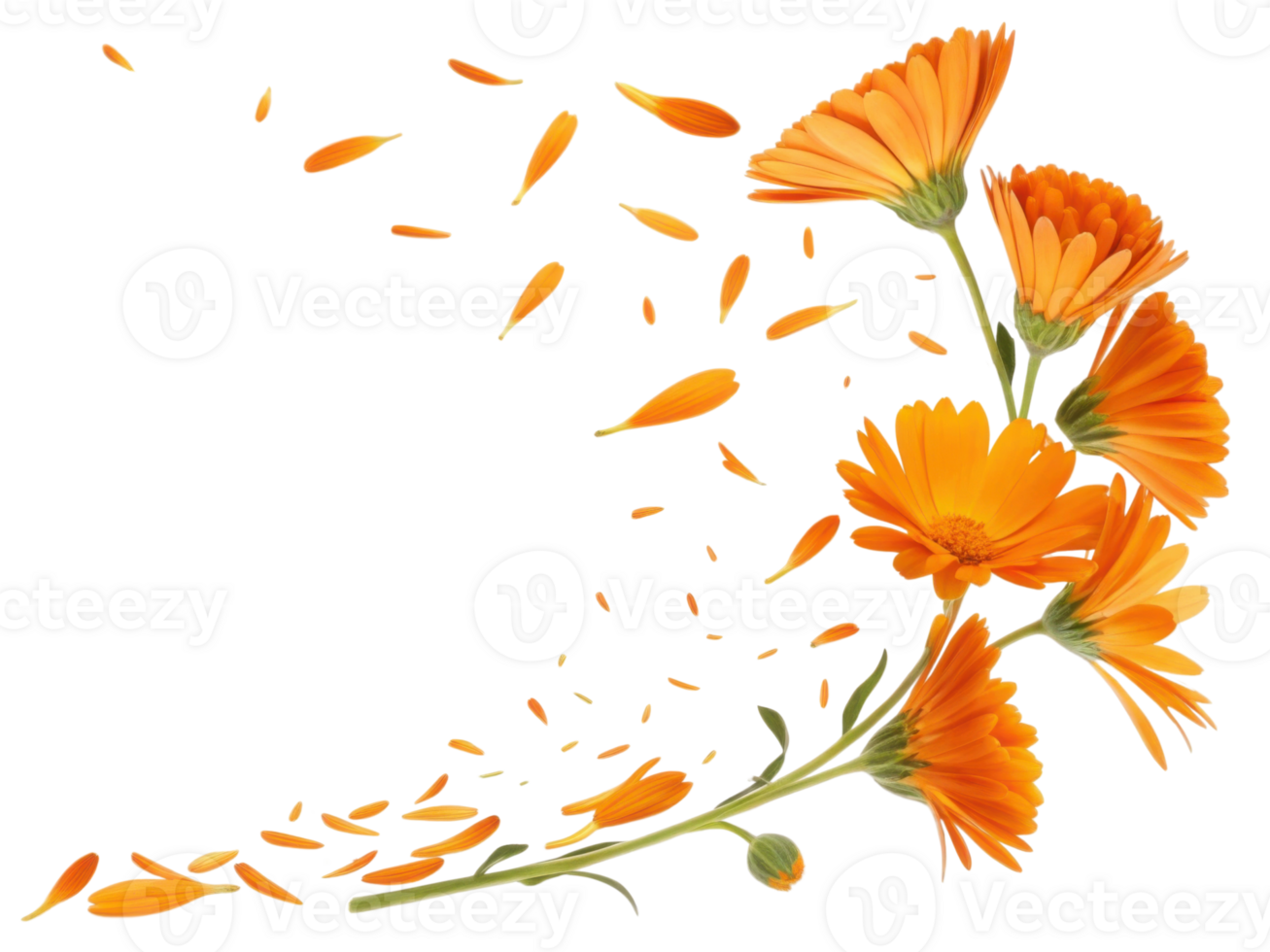 Bright marigold flowers bloom vibrantly with petals gracefully falling, creating stunning display of nature beauty and elegance png