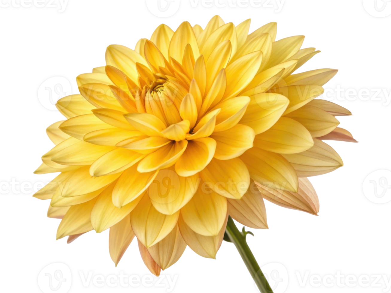 vibrant dahlia flower in stunning yellow hues showcases its intricate petals and natural beauty, perfect for brightening any space png