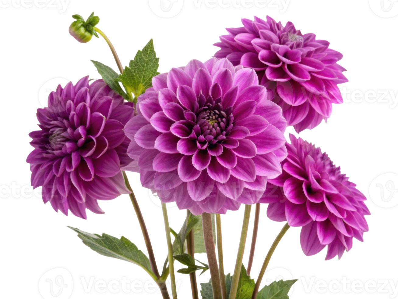Beautiful dahlia flowers bloom in vibrant purple hues, showcasing their intricate petals and adding elegance to any setting png
