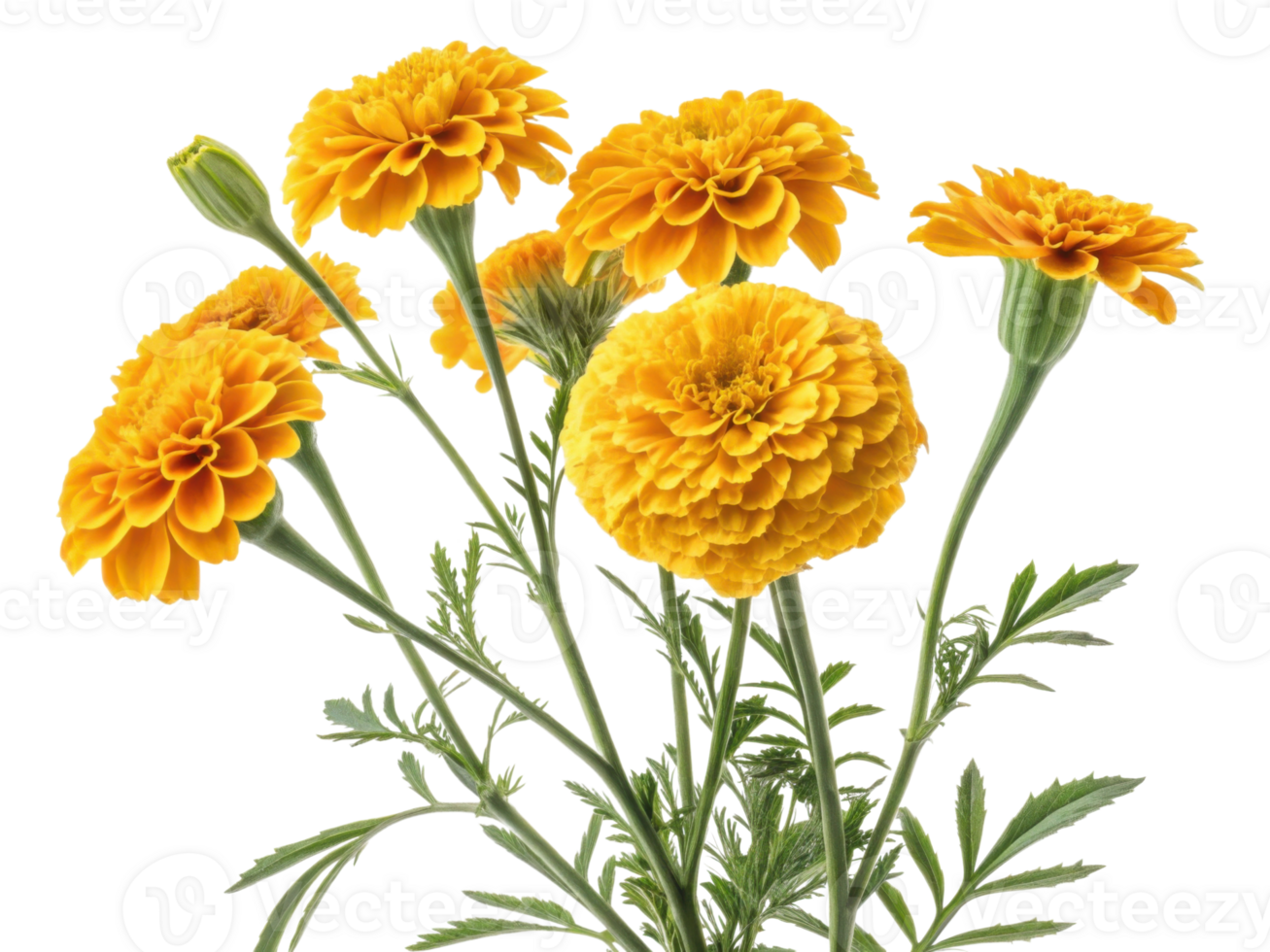 Bright marigold flowers bloom vibrantly in lush green setting, showcasing their beauty and charm in nature garden png