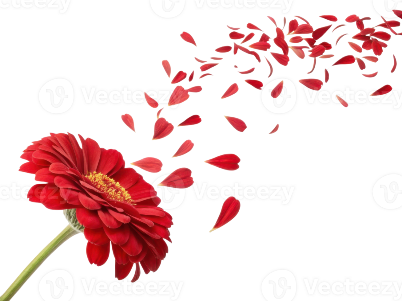 vibrant zinnia flower displays its beauty as delicate petals drift gracefully in air, creating captivating scene of nature elegance png