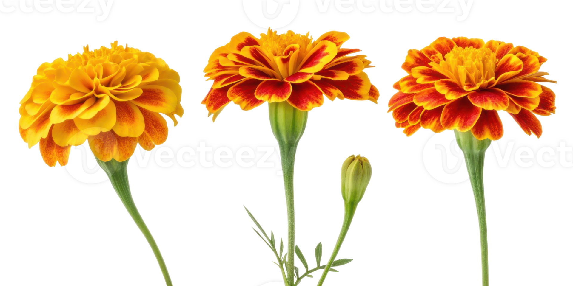 Bright marigold flowers showcase vibrant yellow and orange hues, creating stunning display of nature beauty and joy png
