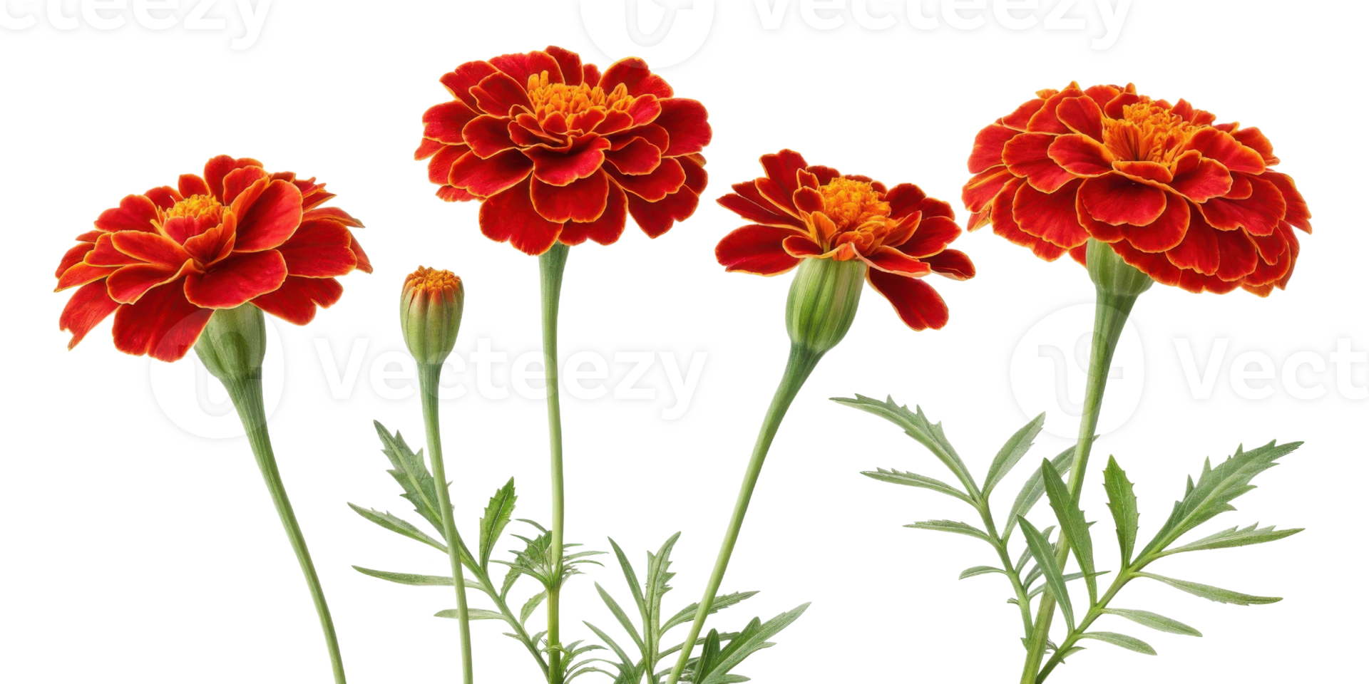Vibrant marigold flowers bloom beautifully with rich orange and yellow hues showcasing their stunning petals and lush green leaves png