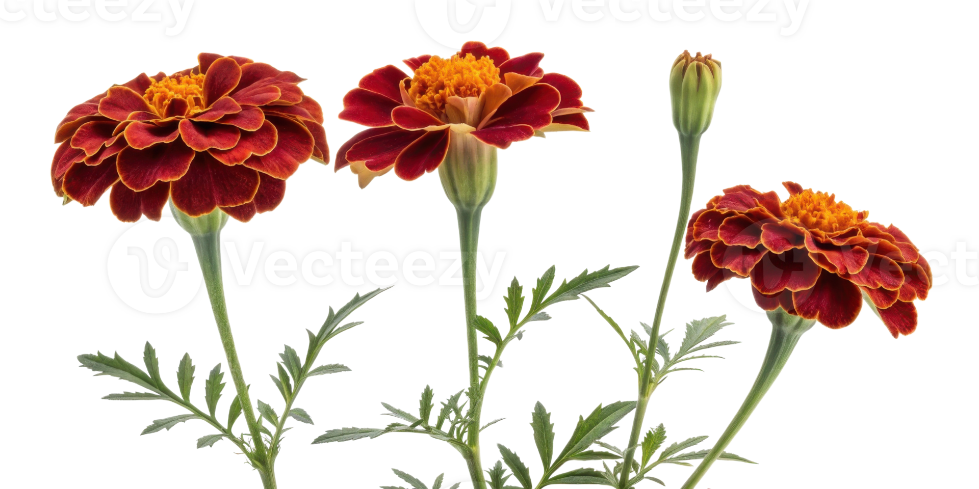 Vibrant marigold flowers bloom beautifully, showcasing their rich colors and intricate petals, perfect for any garden or floral arrangement png
