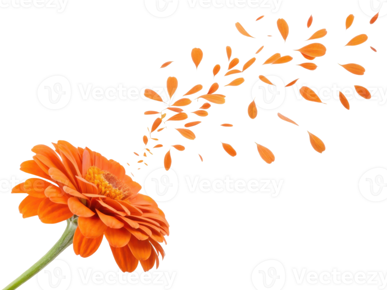 vibrant zinnia flower showcases its beauty as petals gracefully drift away, creating stunning visual of nature elegance png