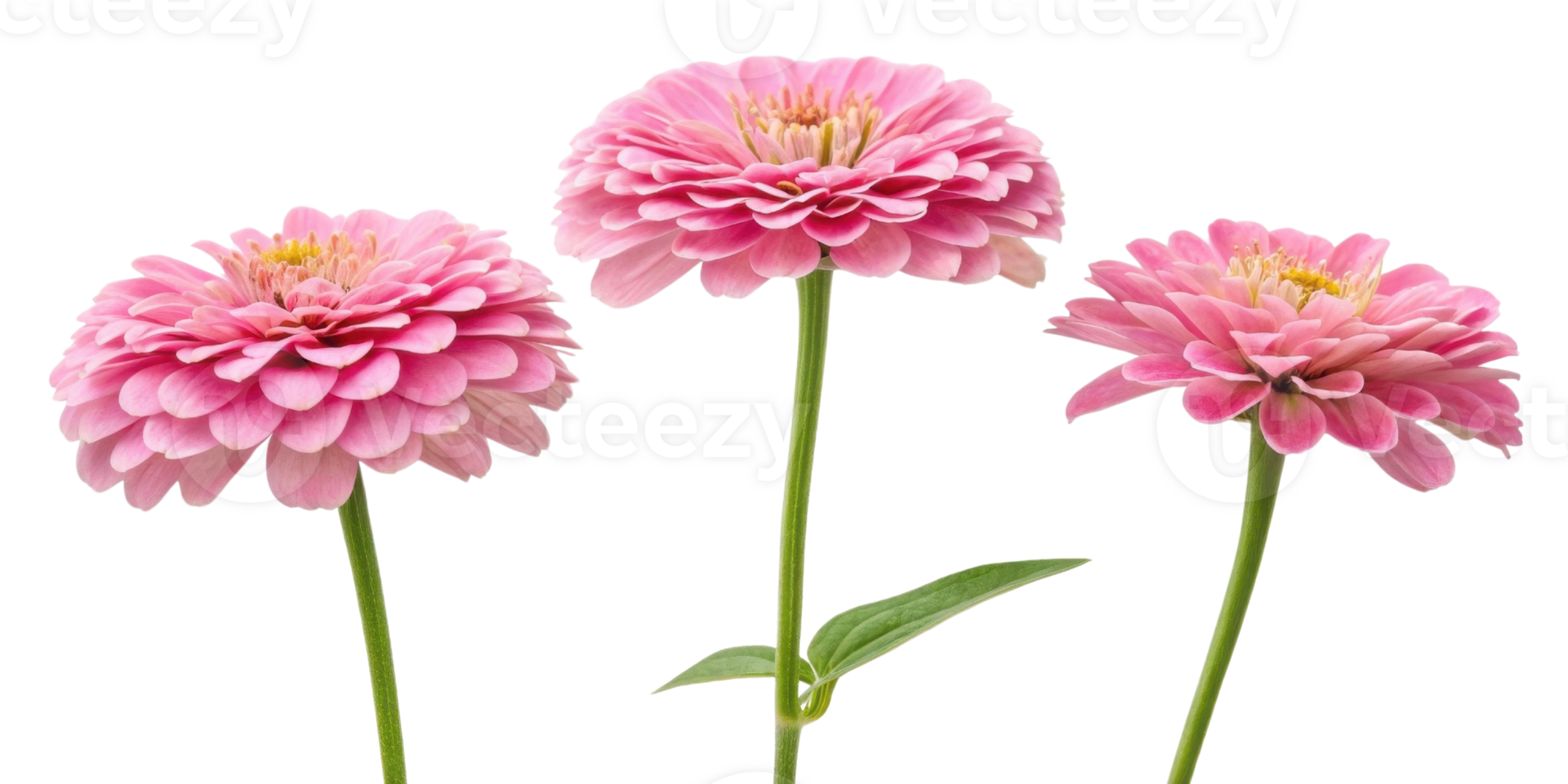 Beautiful zinnia flowers bloom gracefully, showcasing their vibrant colors and delicate petals in stunning display of nature artistry png
