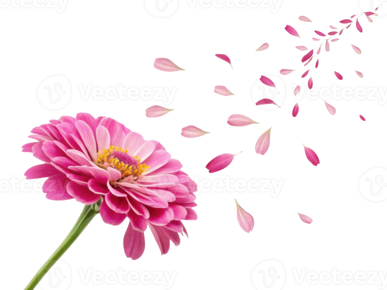 vibrant zinnia flower displays its stunning pink petals while delicate petals drift away in gentle breeze, creating serene atmosphere png