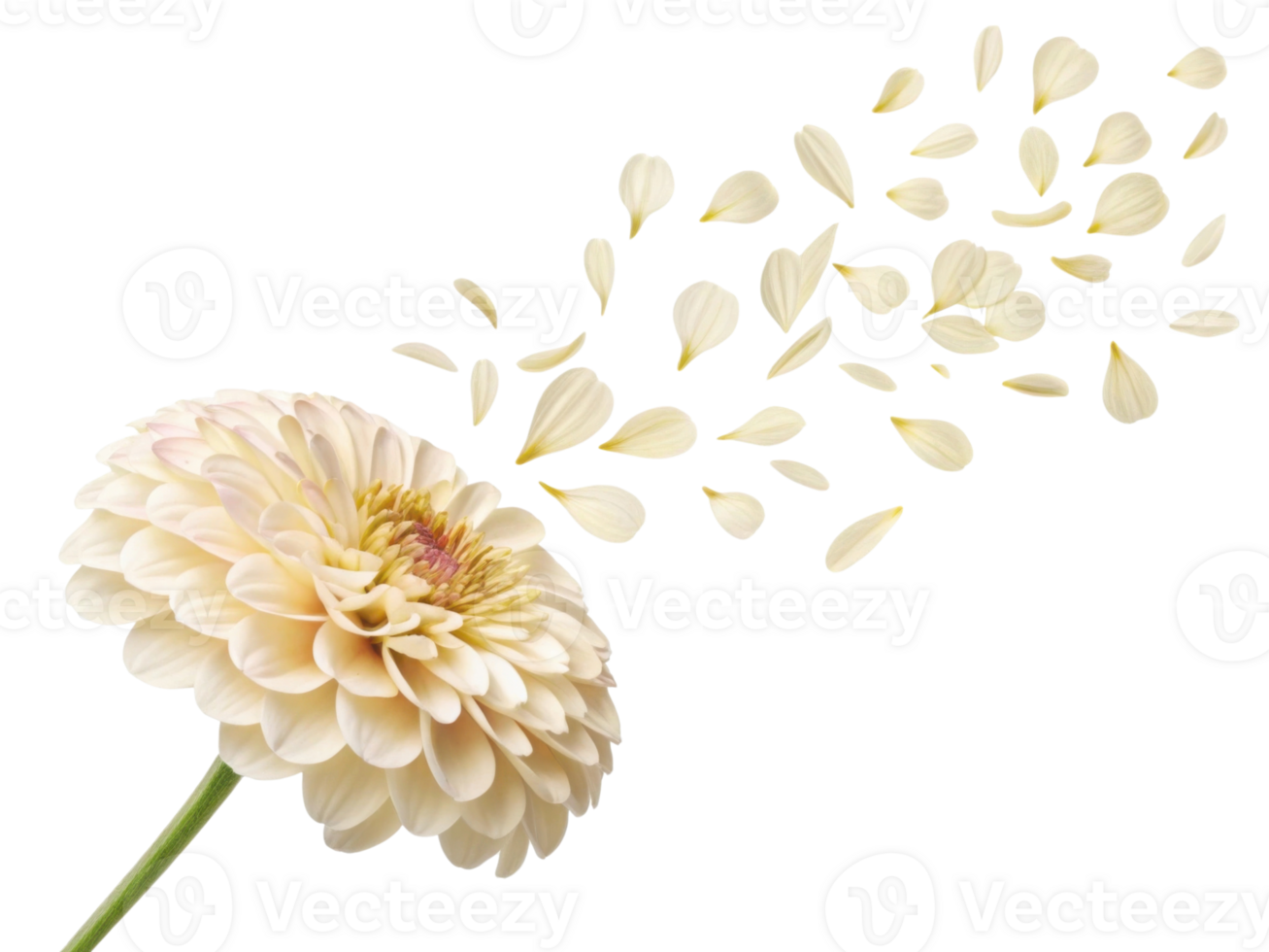 delicate zinnia flower releases its soft petals into air creating serene and beautiful scene png
