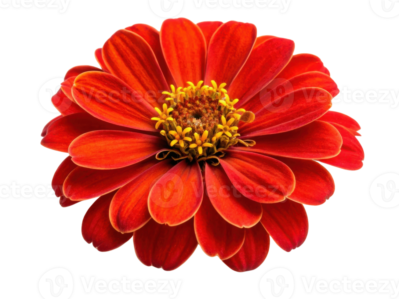 vibrant marigold flower showcases its stunning red petals and intricate center, radiating beauty and warmth in any garden setting png