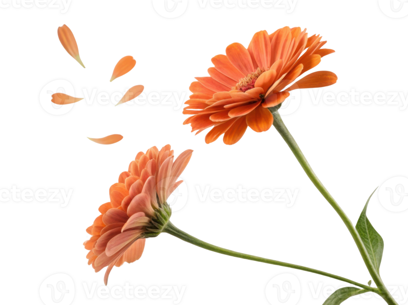 Beautiful zinnia flowers in vibrant orange hues showcase their delicate petals, creating stunning visual of nature artistry png