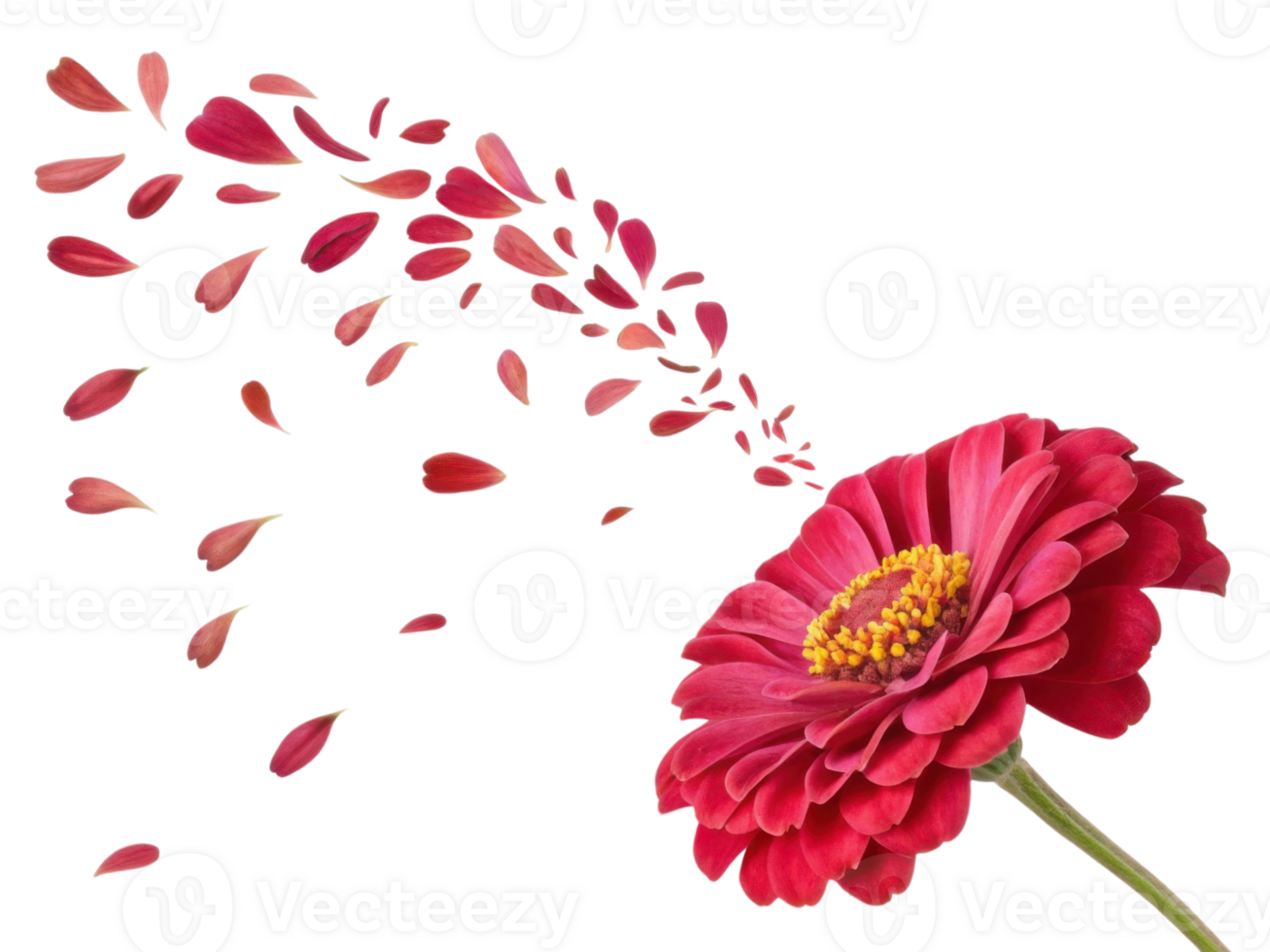 vibrant zinnia flower displays its beauty as petals gracefully drift away in gentle breeze, creating serene and enchanting scene png
