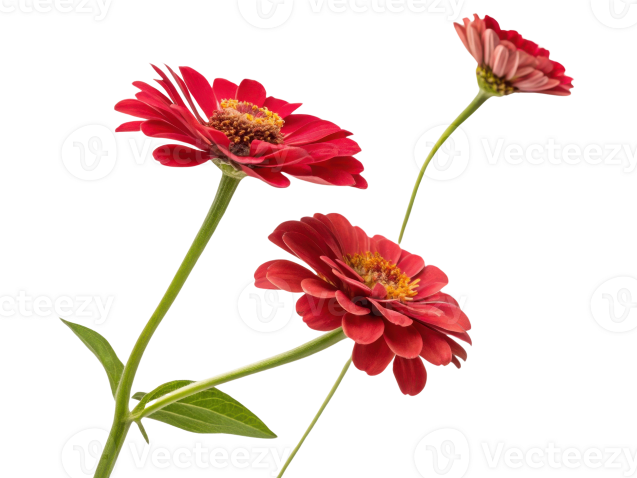 Beautiful zinnia flowers bloom vibrantly showcasing their rich colors and delicate petals in stunning display of nature artistry png