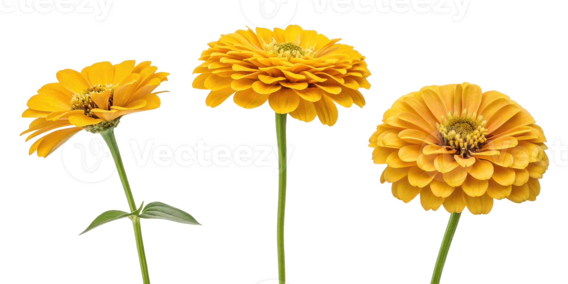 Bright zinnia flowers bloom in vibrant yellow hues showcasing their beauty and charm in delightful arrangement png