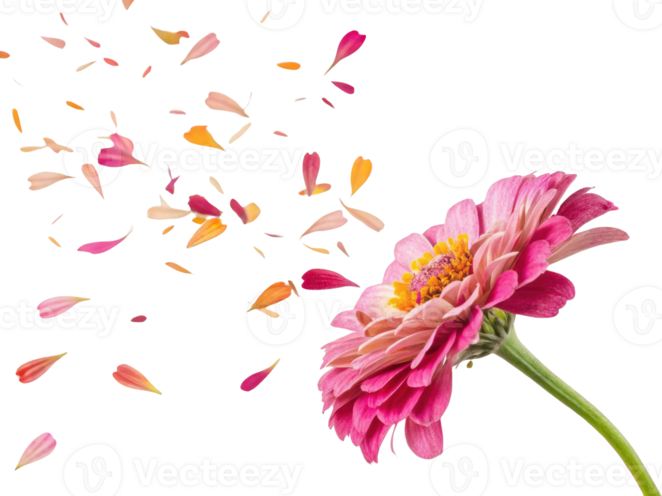 vibrant zinnia flower showcases its beauty as colorful petals gracefully drift away in gentle breeze, creating serene and enchanting scene png