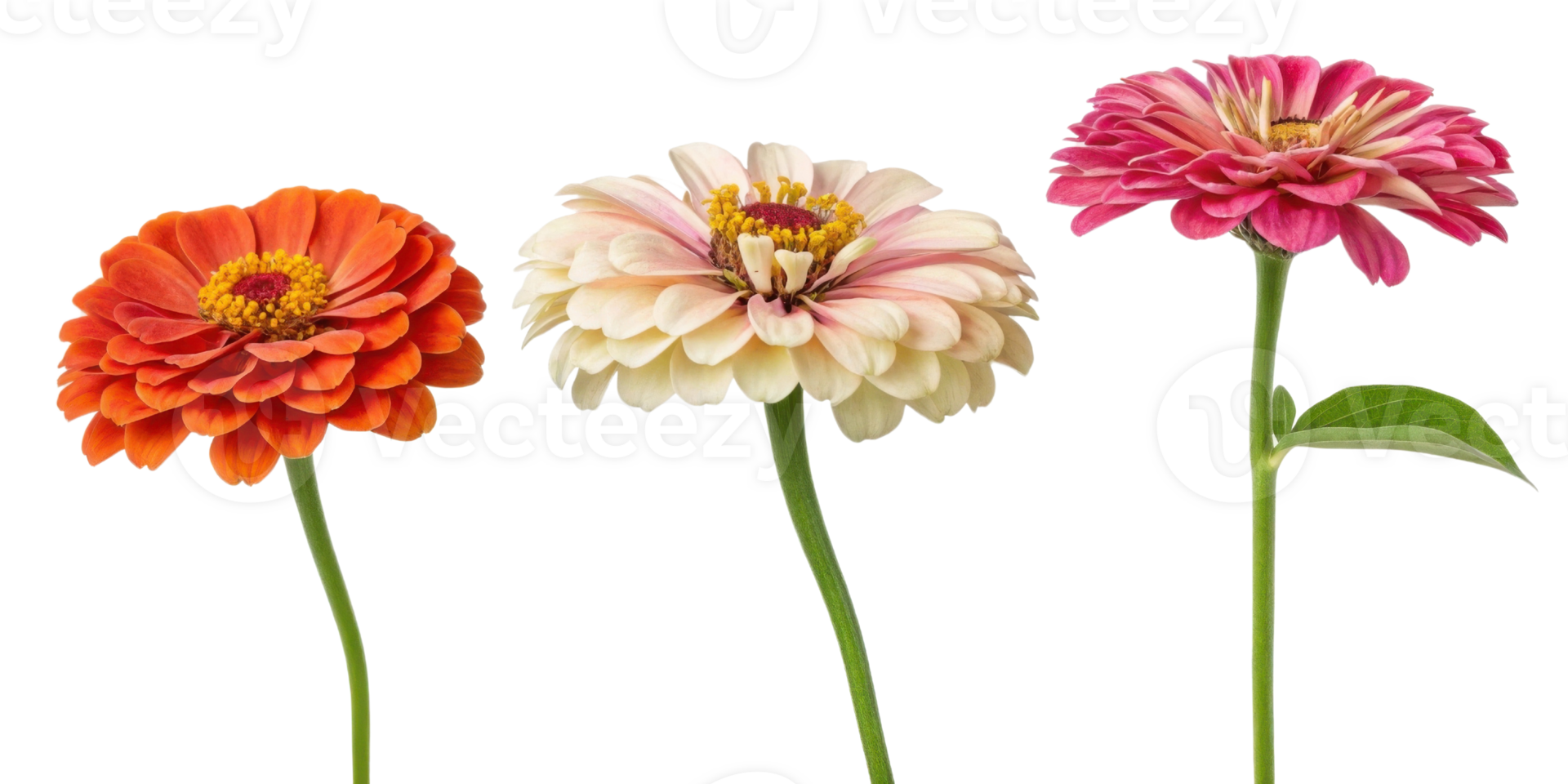 Bright zinnia flowers in vibrant colors showcase their beauty and charm, perfect for adding touch of nature to any setting png