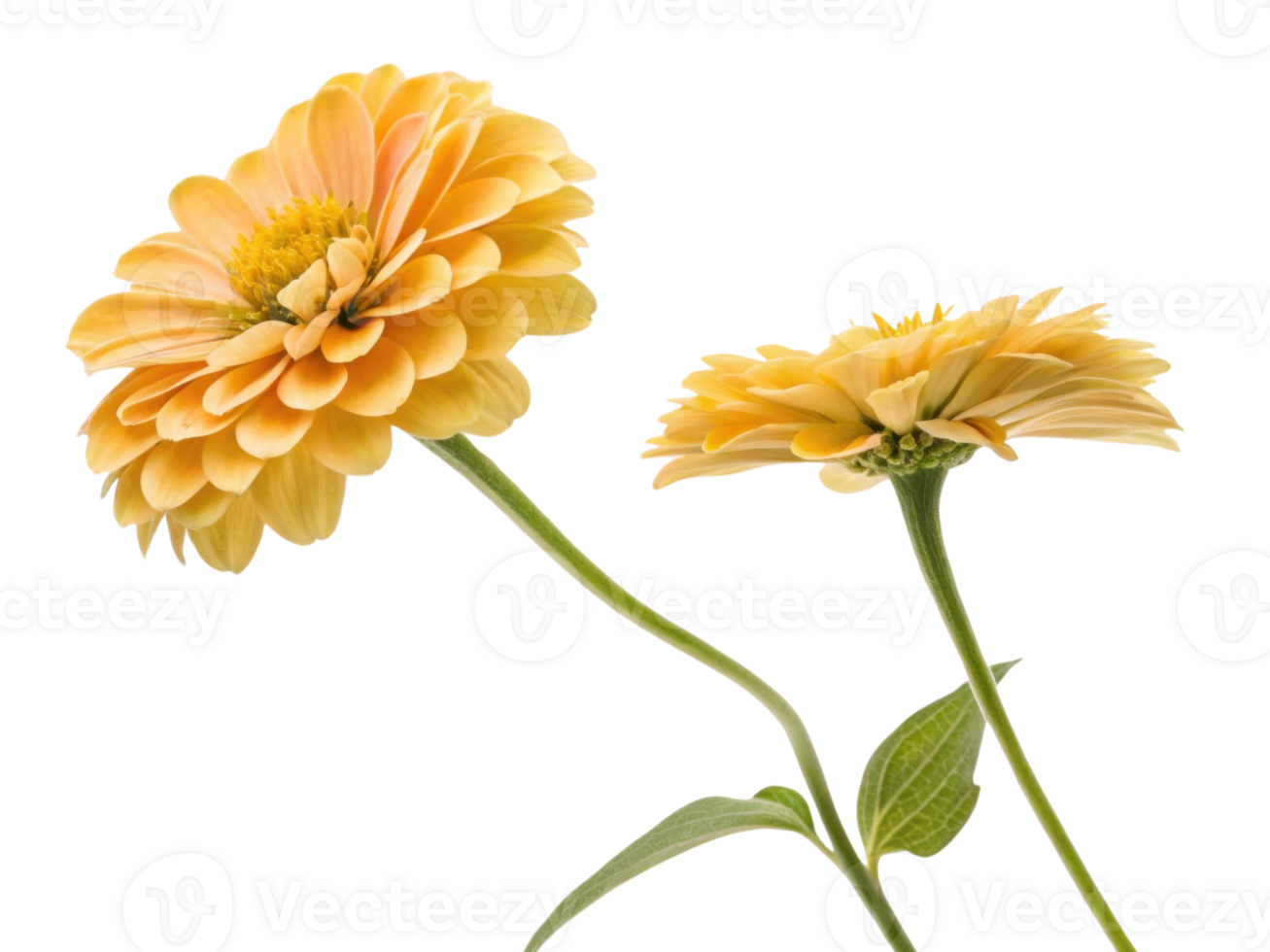 Bright zinnia flowers bloom gracefully, showcasing their vibrant yellow petals and lush green leaves, creating cheerful atmosphere png