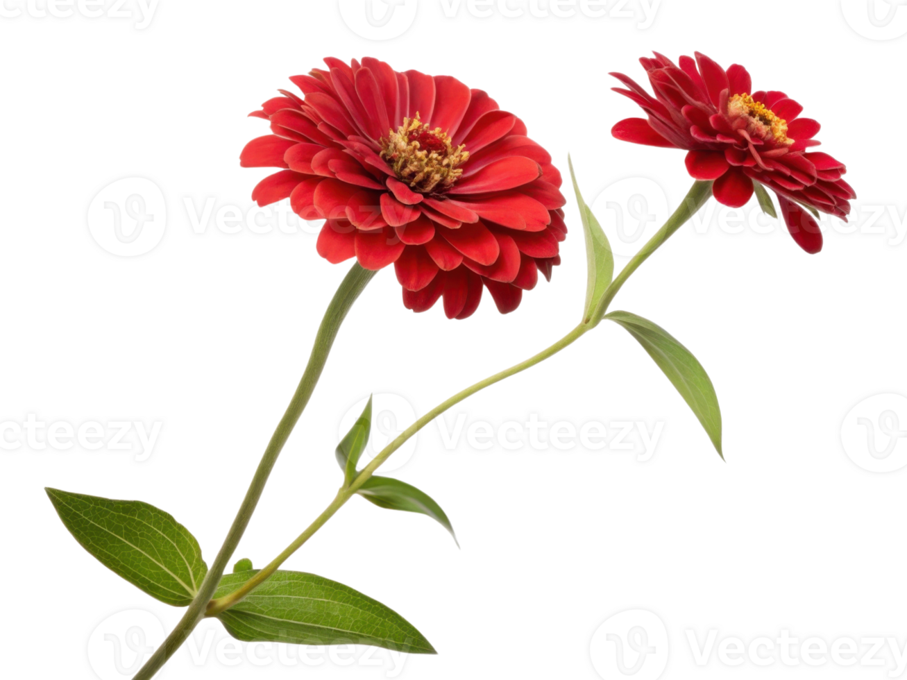 Beautiful zinnia flowers bloom vibrantly with rich red petals and lush green leaves creating stunning display of nature beauty png