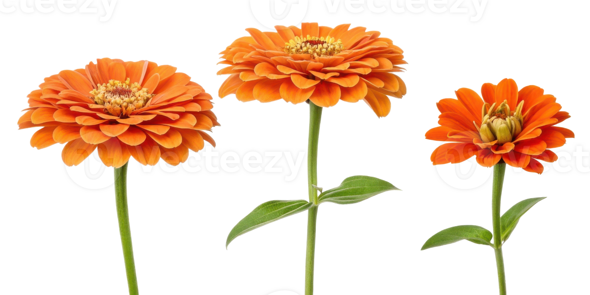 Bright and vibrant zinnia flowers showcase their stunning orange petals and lush green leaves creating cheerful garden display png