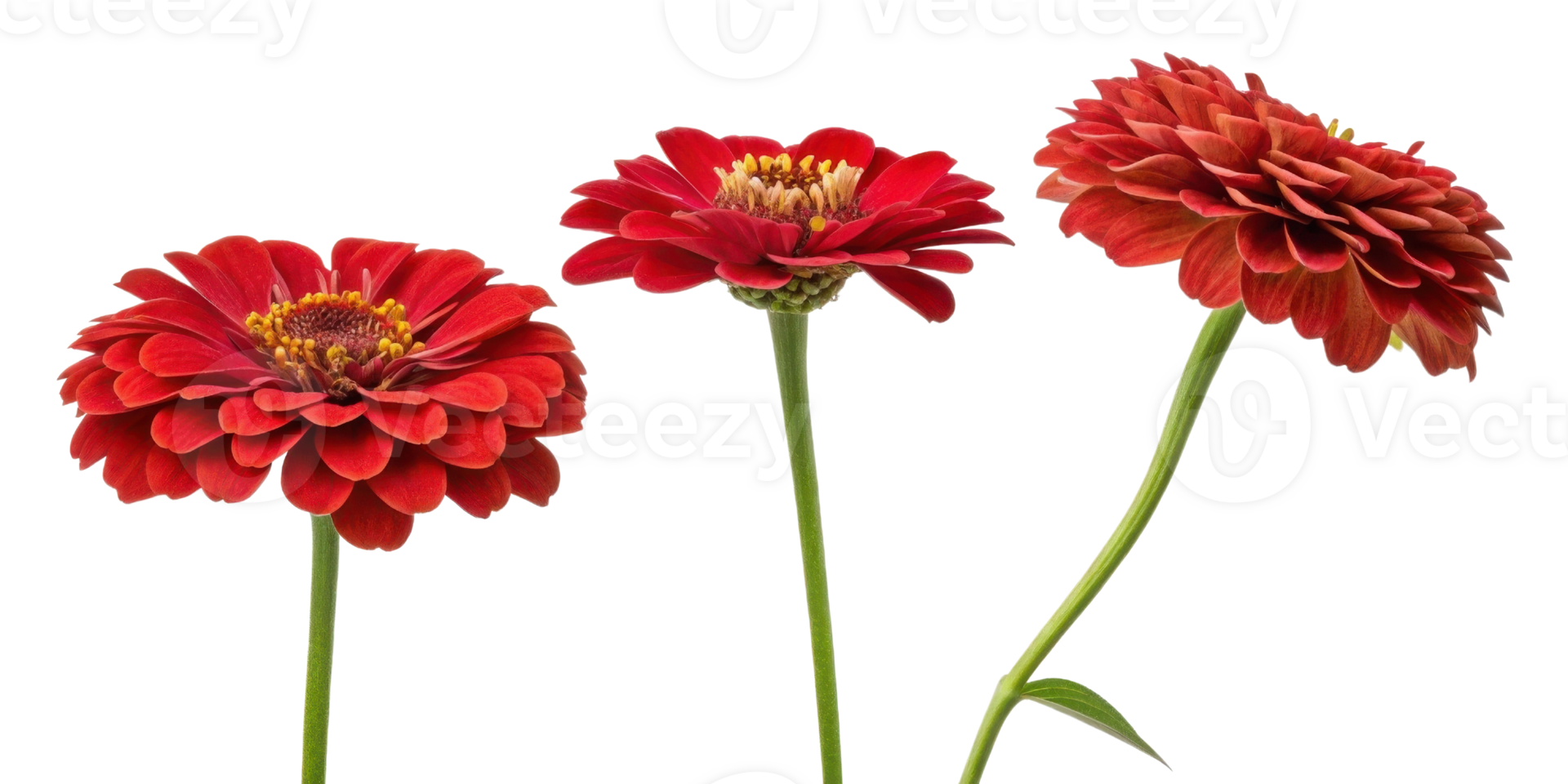 Vibrant zinnia flowers showcase their stunning red petals and intricate details, bringing joy and beauty to any garden or floral arrangement png