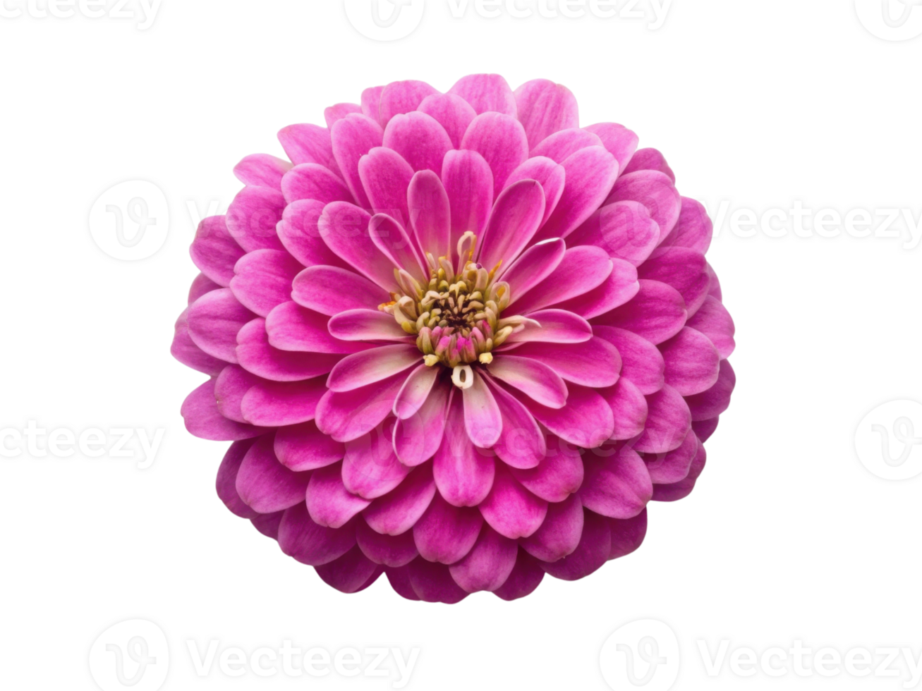 vibrant zinnia flower showcases its stunning pink petals radiating beauty and charm in nature garden png