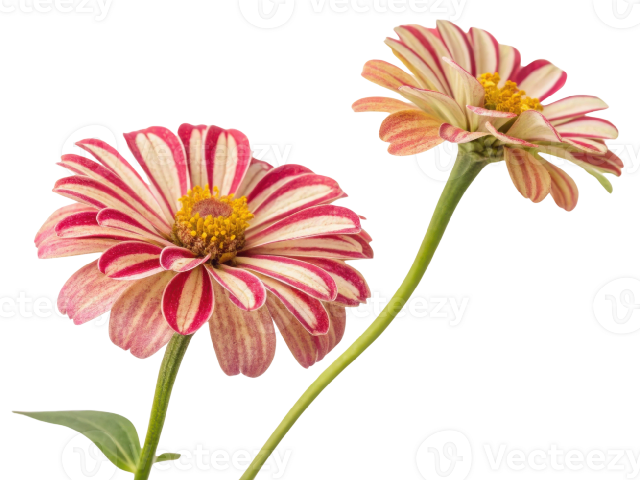Beautiful zinnia flowers bloom with vibrant colors showcasing their unique striped petals and delicate structure png