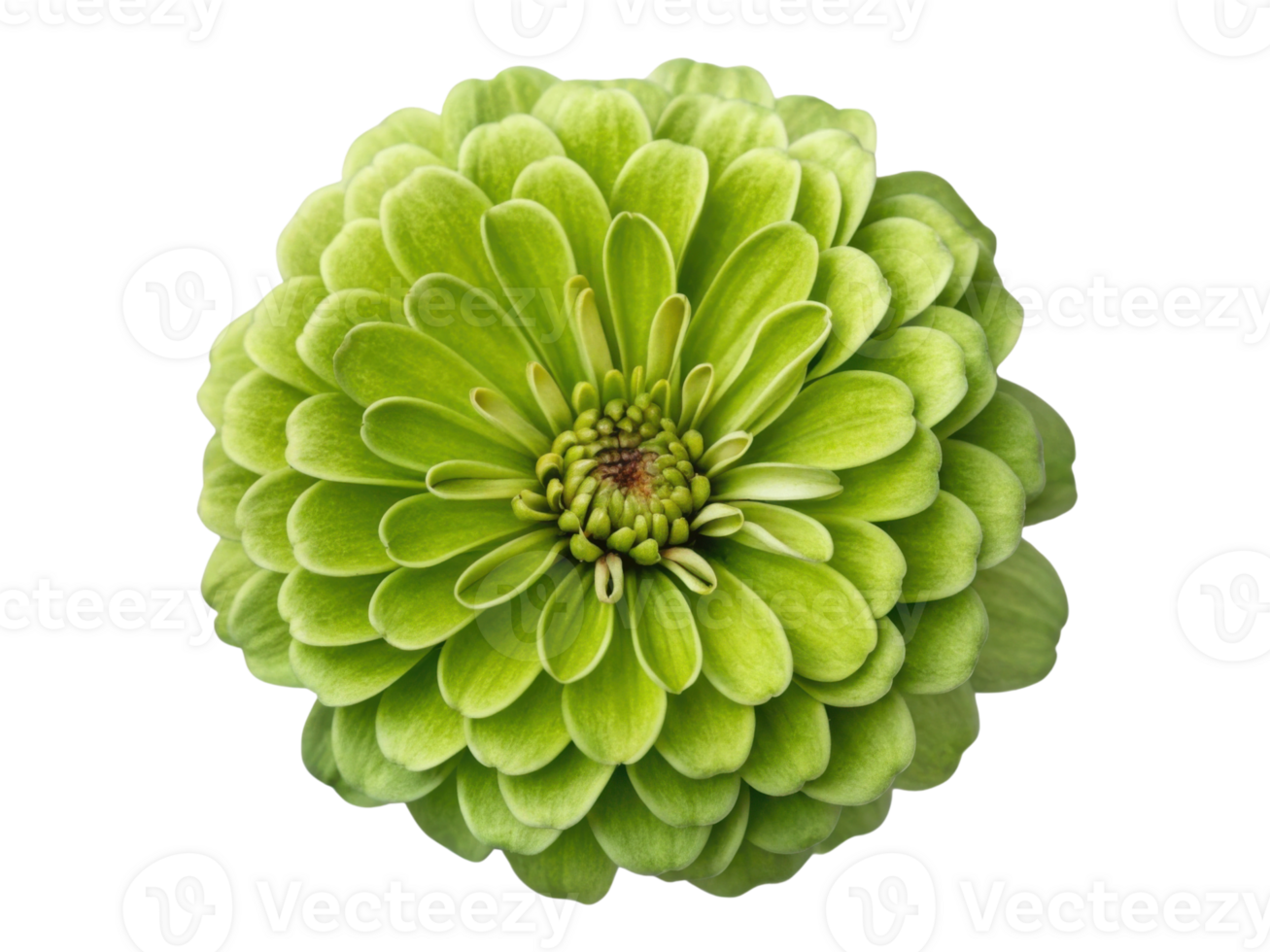 vibrant zinnia flower showcases its stunning green petals in full bloom, radiating beauty and freshness in any garden setting png