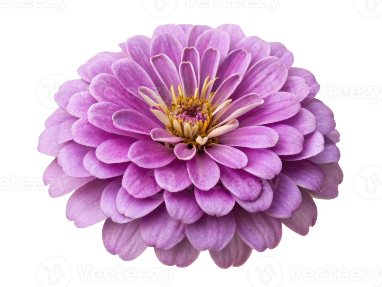 vibrant zinnia flower showcases its stunning purple petals and intricate center, radiating beauty and charm in any garden setting png