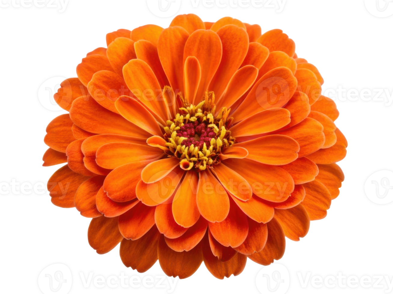 vibrant zinnia flower in stunning orange showcases its intricate petals and bright center, adding beauty to any garden or arrangement png