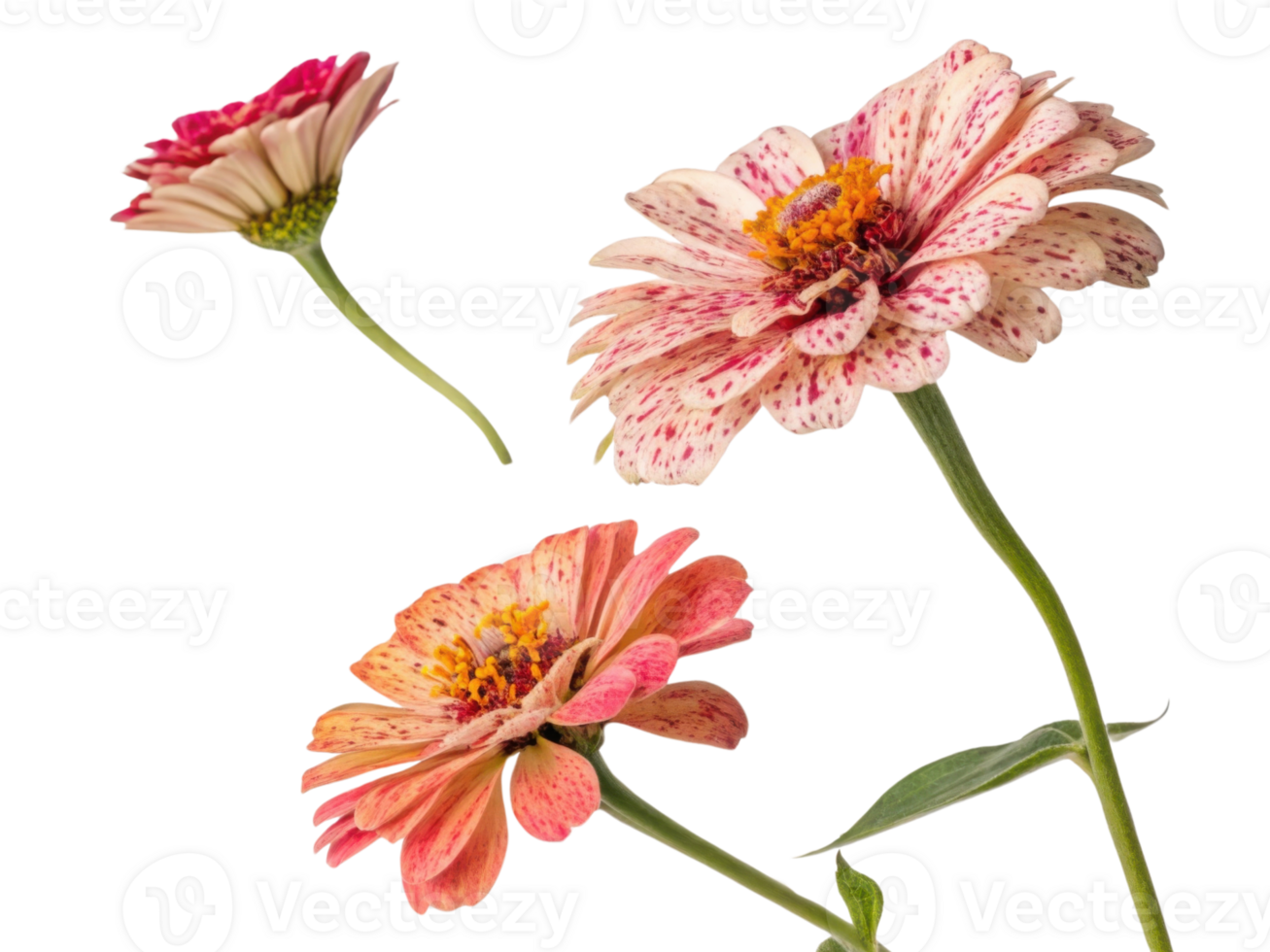 Beautiful zinnia flowers in various colors showcase their vibrant petals and unique patterns, creating stunning floral display png