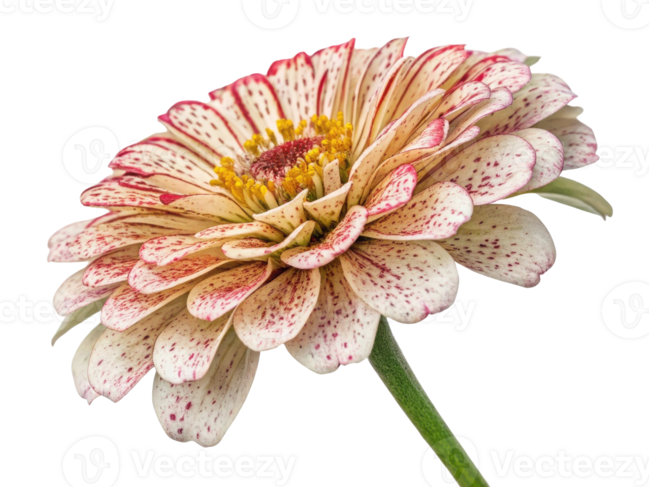 beautiful zinnia flower with delicate petals showcasing mix of cream and red speckles radiates charm and elegance in any garden png