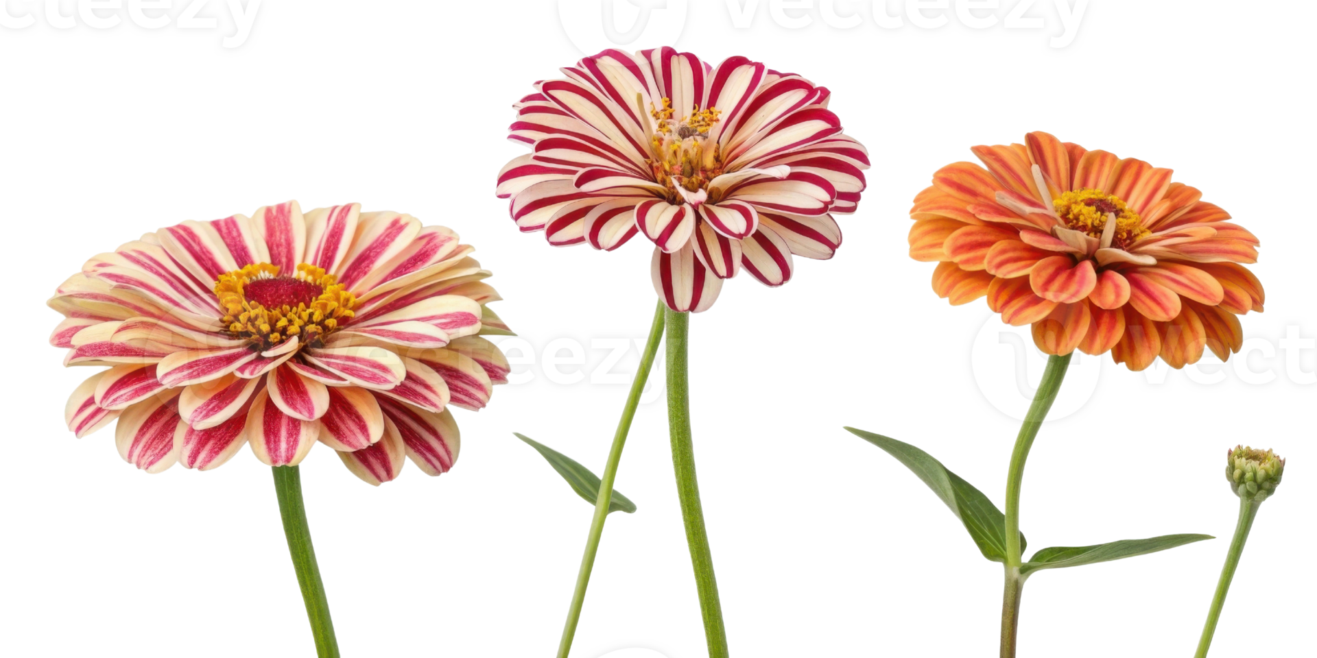 Beautiful zinnia flowers in vibrant colors showcase their unique patterns and charm, perfect for brightening any garden or arrangement png