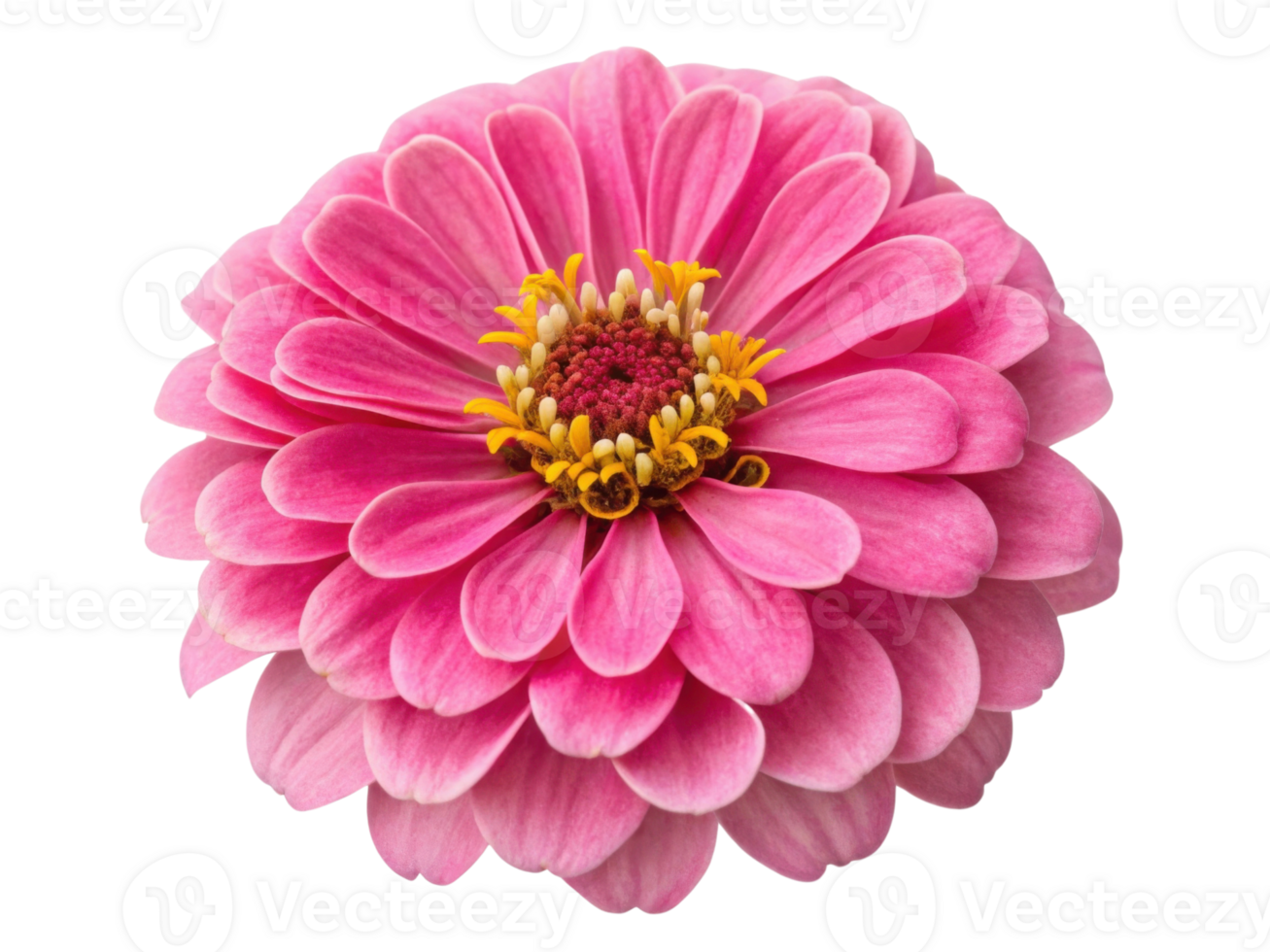 vibrant zinnia flower showcases its stunning pink petals and intricate center, radiating beauty and joy in any garden setting png