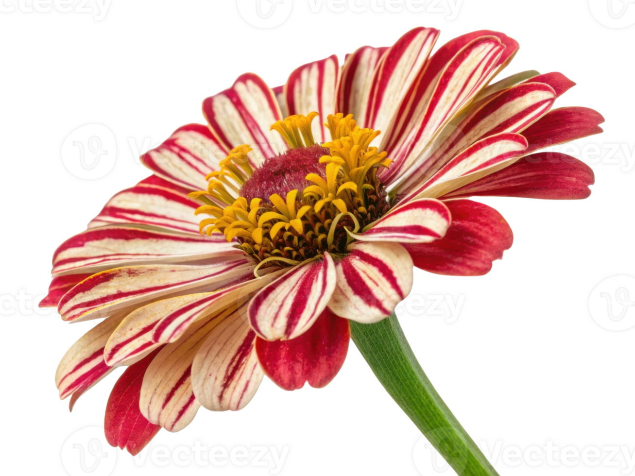 vibrant zinnia flower showcases striking red and white stripes with burst of yellow in center, creating stunning visual appeal png