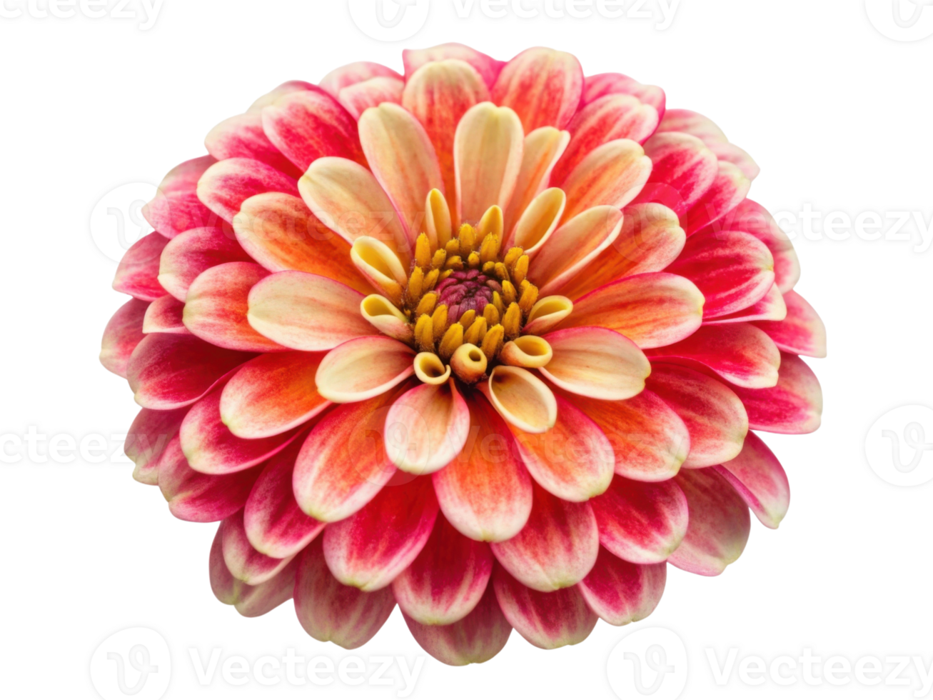 vibrant zinnia flower showcases its stunning petals in shades of pink and cream, radiating beauty and joy in any garden setting png