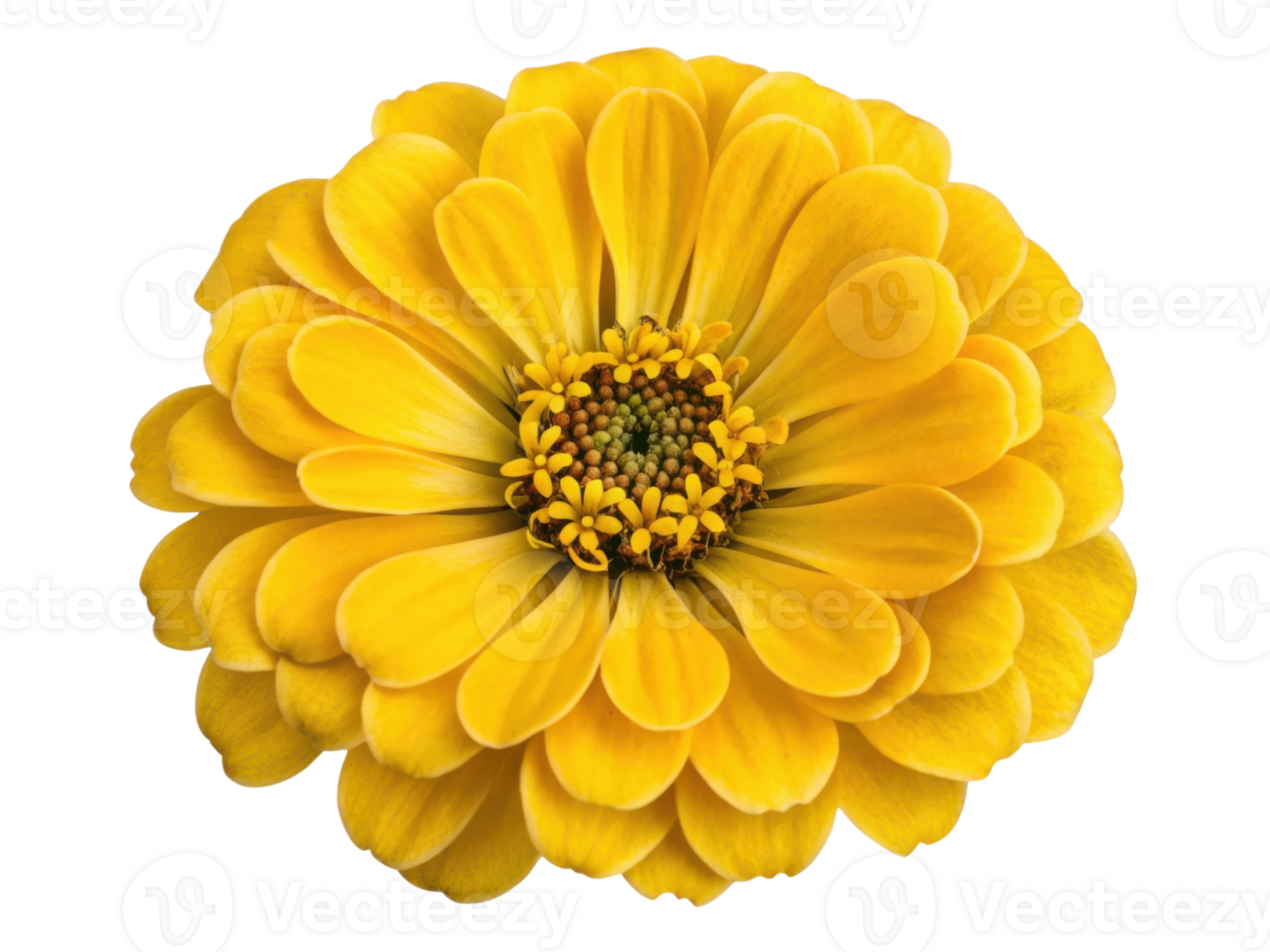 vibrant zinnia flower in bright yellow showcases its stunning petals and intricate center, radiating beauty and joy png
