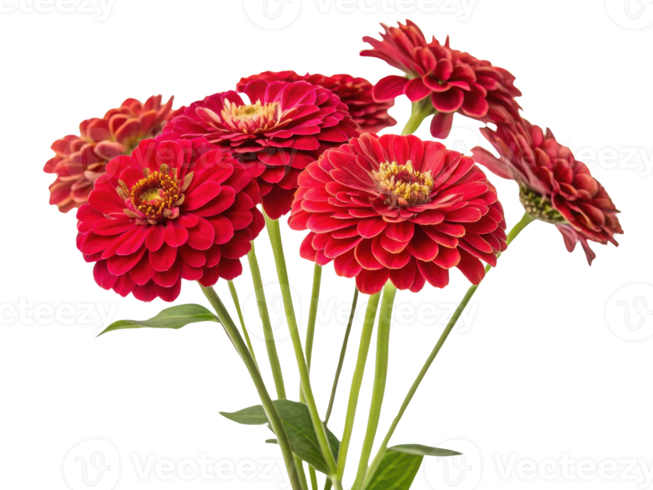 Vibrant zinnia flowers bloom beautifully in shades of red showcasing their intricate petals and lush green leaves png