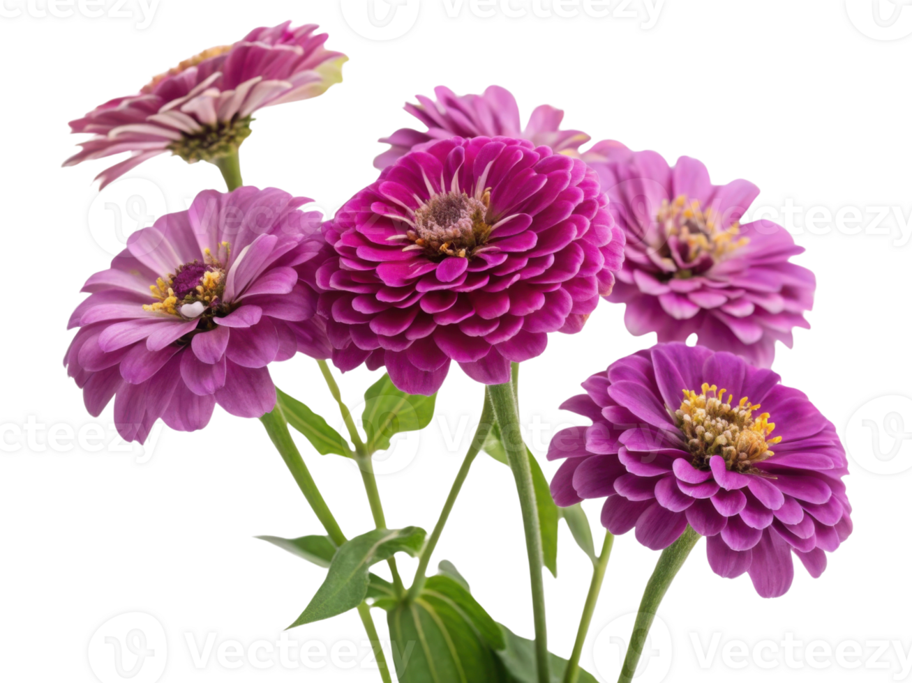 Beautiful zinnia flowers bloom in vibrant shades of purple showcasing their delicate petals and lush green leaves png