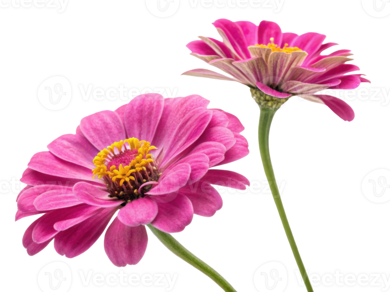Beautiful zinnia flowers bloom vibrantly showcasing their delicate petals and bright colors, perfect for adding charm to any garden png