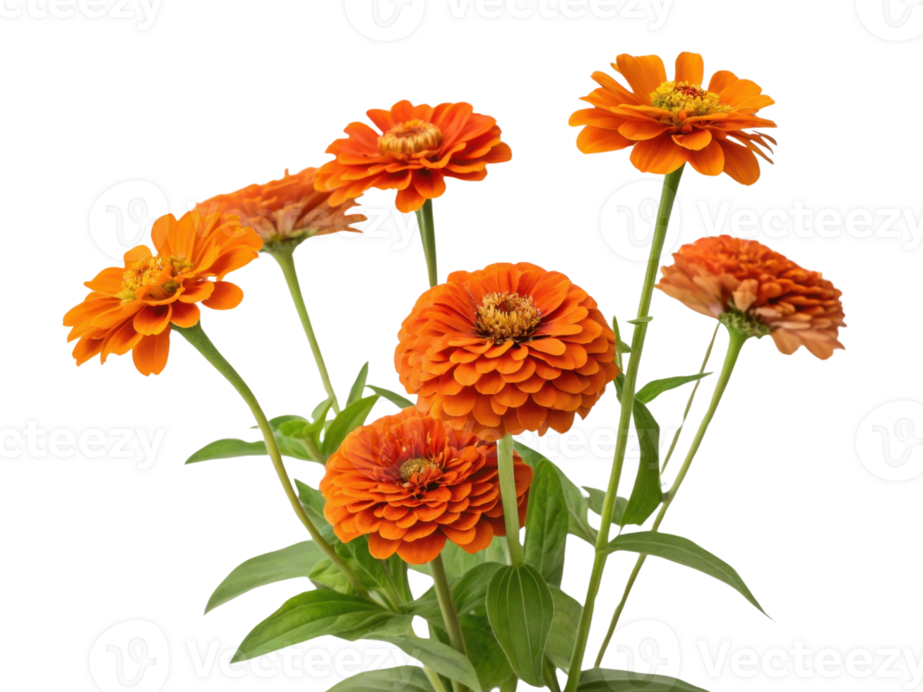 Bright and vibrant zinnia flowers in shades of orange create stunning display of natural beauty and joy png
