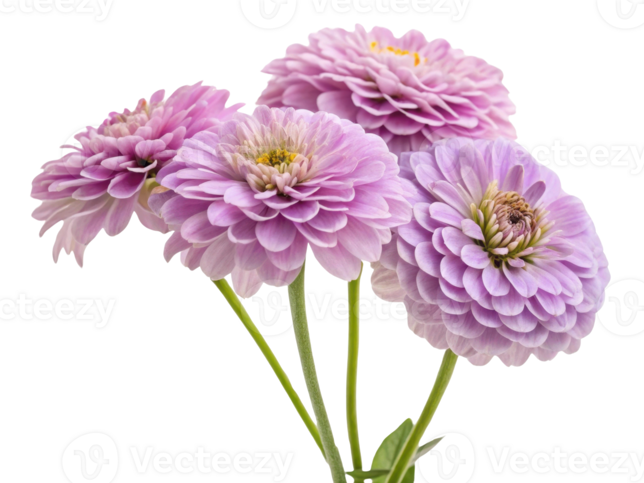 Beautiful zinnia flowers bloom in soft shades of pink showcasing their delicate petals and vibrant nature png