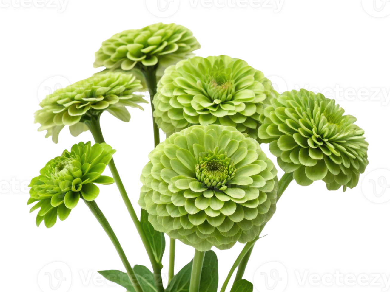 Zinnia flowers bloom in vibrant green hues showcasing their unique layered petals creating stunning visual display png